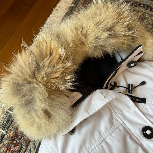 White Canada goose montebello - Picture 5 of 12